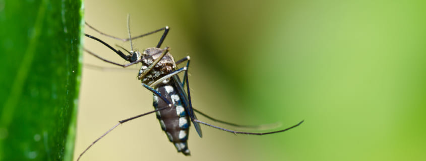 Landscaping Tips To Prevent Mosquito Invasions