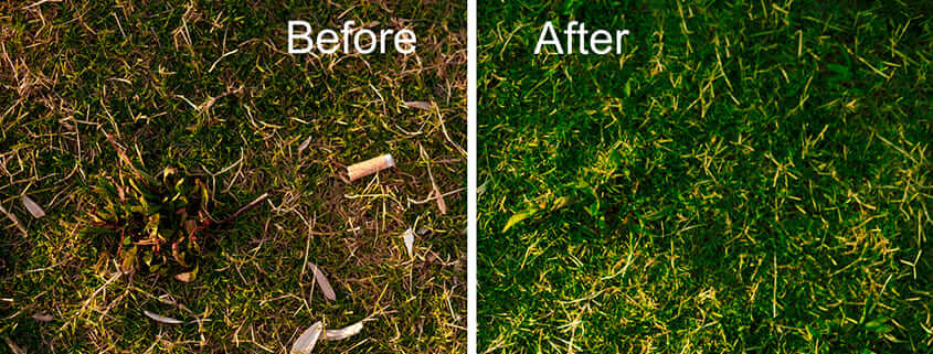 Steps for Successful Fall Lawn Renovation
