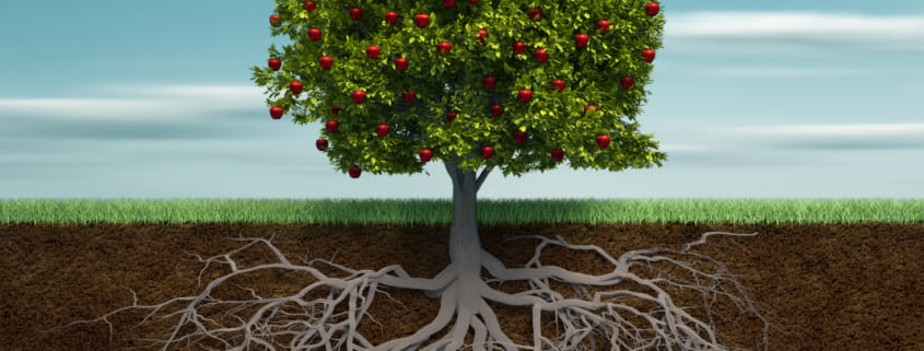 The Benefits and Implementation of Deep Root Fertilization For Your Trees