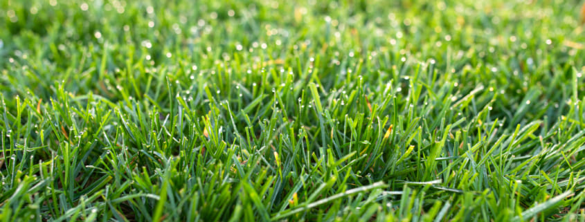 When Should You Overseed a Fescue Lawn?