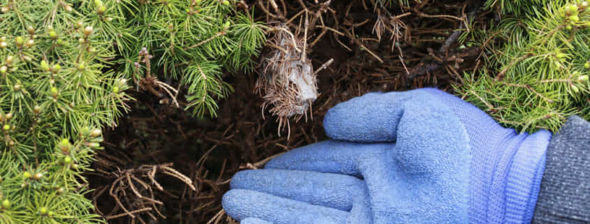 Will a Shrub or Tree Fungus Treatment Really Help? What To Expect
