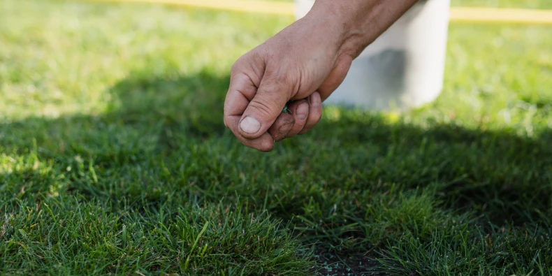 best time to plant grass seed in pennsylvania