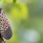 Spotted Lanternfly in Chester County: What to Do This Fall spotted lanternfly in chester county