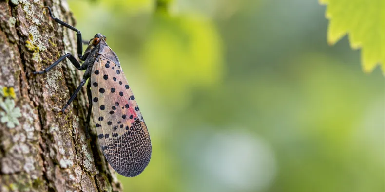 spotted lanternfly in chester county